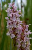 D. praetermissa, bijna wit