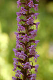 Gymnadenia conopsea var. densiflora , Grote muggenorchis