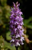 D. maculata ssp. fuchsii ( bosorchis )