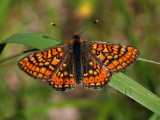 Moerasparelmoer, Euphydryas aurinia
