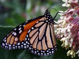 Monarch Butterflies