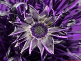 Gazania_QC_U2_P1470151_c.jpg