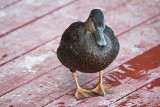 2T1U6263.jpg - Algonquin Provincial Park, ON, Canada