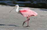 Roseate Spoonbill 0409-3j Sanibel