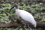 Wood Stork 0409-5j Corkscrew Swamp