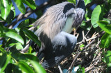Little Blue Heron on Nest 0409-7j Wakodahatchee