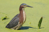 Green Heron 0409-5j Wakodahatchee