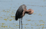 Reddish Egret 0409-9j Sanibel