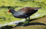 Common Moorhen 0409-3j Green Cay