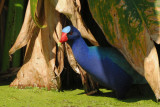 Purple Gallinule 0409-7j Green Cay