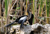 Anhinga 0409-10j Everglades