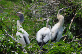 Anhinga Nest 0409-3j Everglades