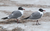 Laughing Gull 0409-1j Fort Desoto