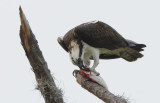 Osprey 0409-1j Sanibel