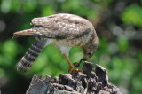 Red-shouldered Hawk 0409-3j Wakodahatchee