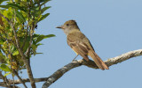 Great Crested Flycatcher 0409-2j Big Cypress