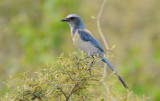 Florida Scrub Jay 0409-2j Oscar Scherer