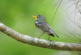 Northern Parula 0409-4j Big Cypress