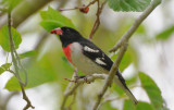 Rose Breasted Grosbeak 0409-2j Fort Desoto