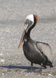 Brown Pelican 0409-3j Sanibel