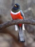 Elegant Trogon 0206-3j2 Sonita Creek, AZ