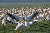 Réserve du lac Nakuru
