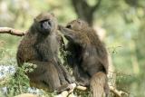 Réserve du lac Nakuru