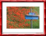Coquelicots des villes... à la gare de la Garenne-colombes