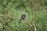 Départ de la réserve d'Amboséli vers celle de Tsavo Ouest