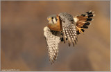 Kestrel ... Thanks to Scott Linstead! 57
