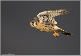 American Kestrel flight 58