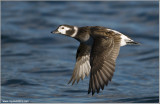 Femaled Long-tailed Duck 25