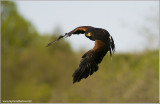 Harris Hawk Hunting (Captive)