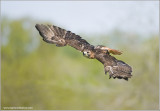 Red-tailed Hawk (captive)