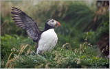 Atlantic Puffin
