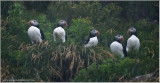 Atlantic Puffins