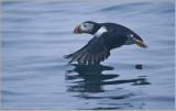 Atlantic Puffin
