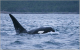 Orca