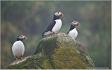 Atlantic Puffins