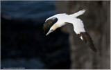Gannet in Flight
