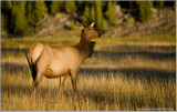 Yellowstone Elk
