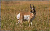 Pronghorn