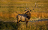Yellowstone Elk