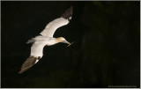 Northern Gannet in flight