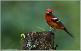 White-winged Tanager