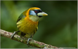 Red-Headed Barbet (female)
