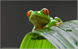Red-eyed Tree Frog