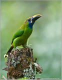 Emerald Toucanet
