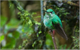 Green-crowned Brilliant