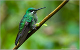 Green-crowned Brilliant